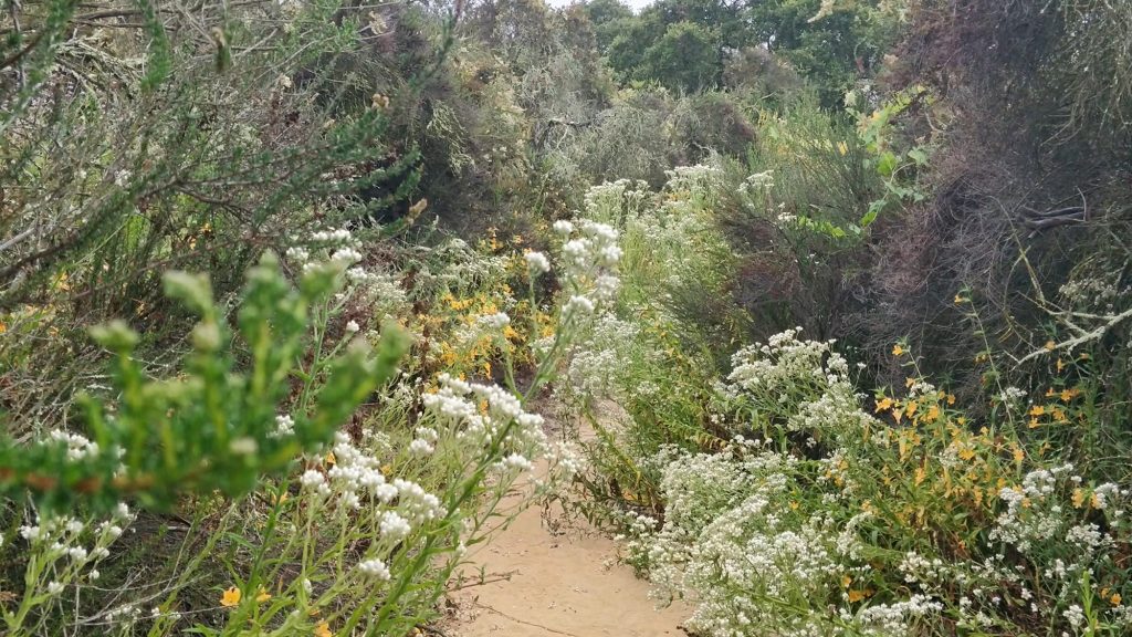 spring wildflowers on the eagle rock trail