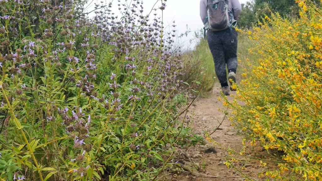 hiking towards eagle rock surrounded by wildflowers