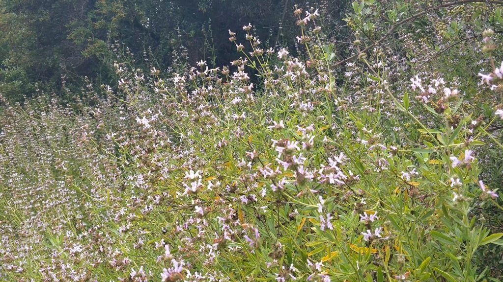 wildflowers at the start of the hike
