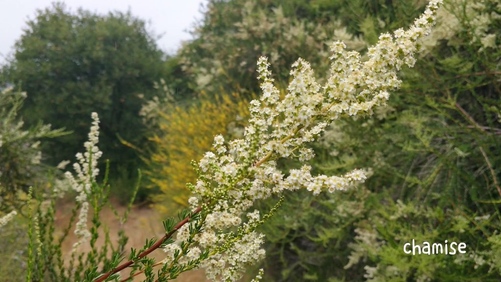 Chamise flowers along the trail