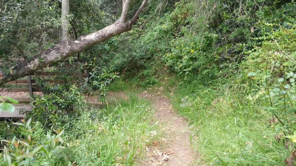 walking towards bridge