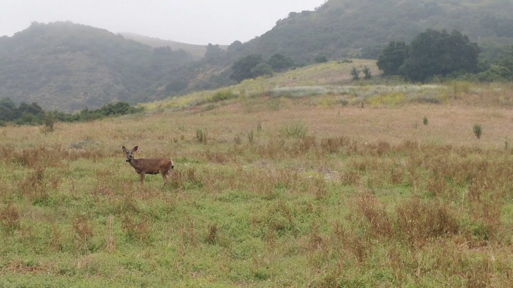 deer roaming the open grassland