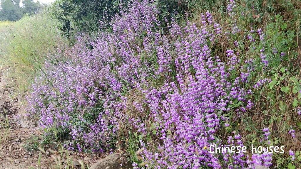 chinese houses wildflowers on the eagle rock trail