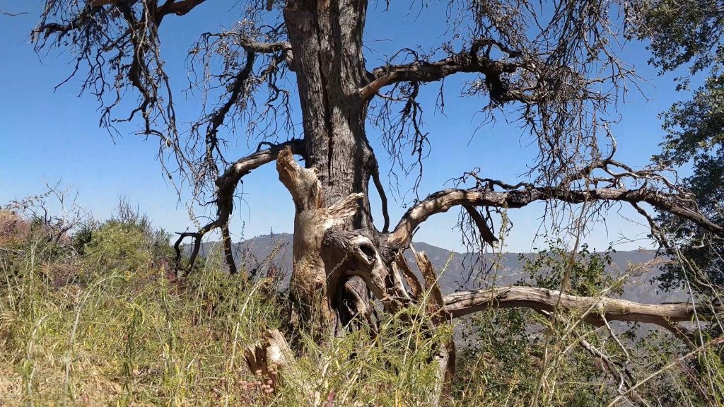 a gnarly looking tree