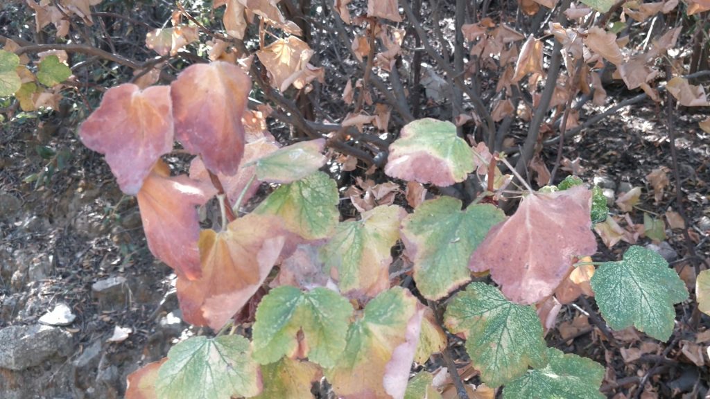 changing colors