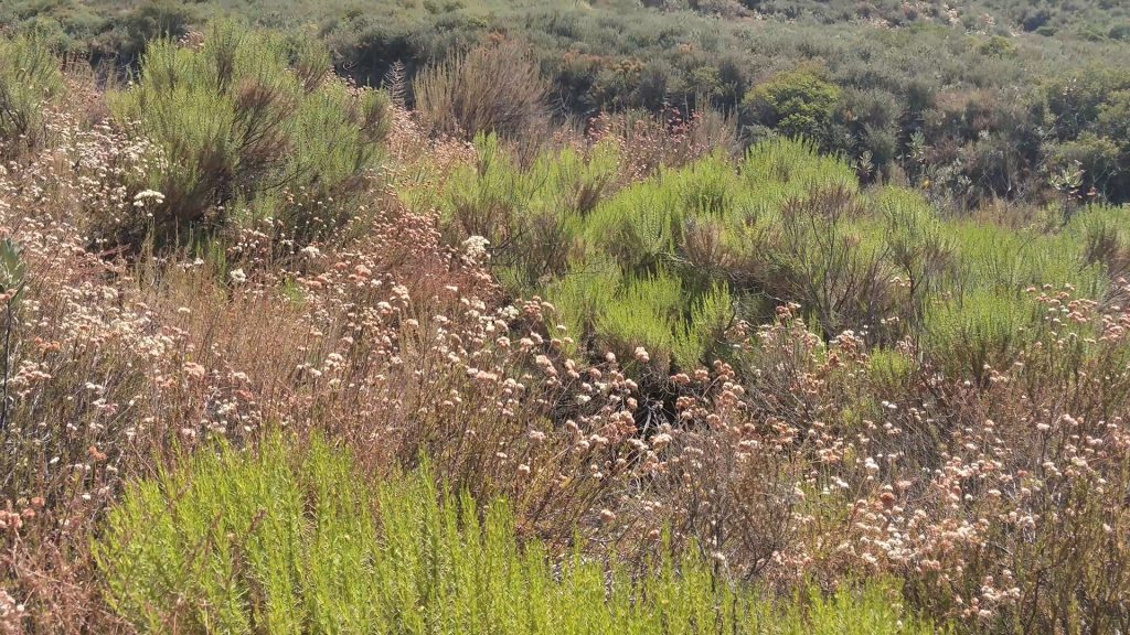 not a whole lot of vegetation on this hike