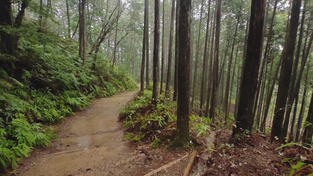 quiet trail on the forested section of Kumano Kodo