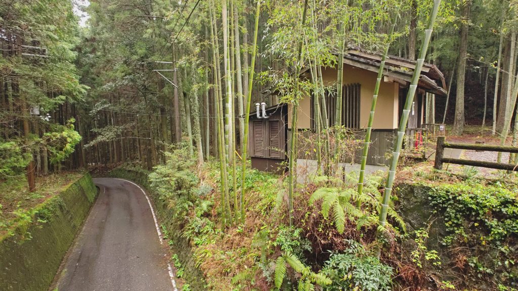 bamboo grove