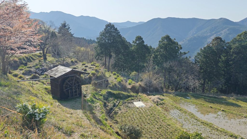 tea farm at Takahara